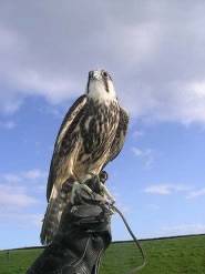 fen