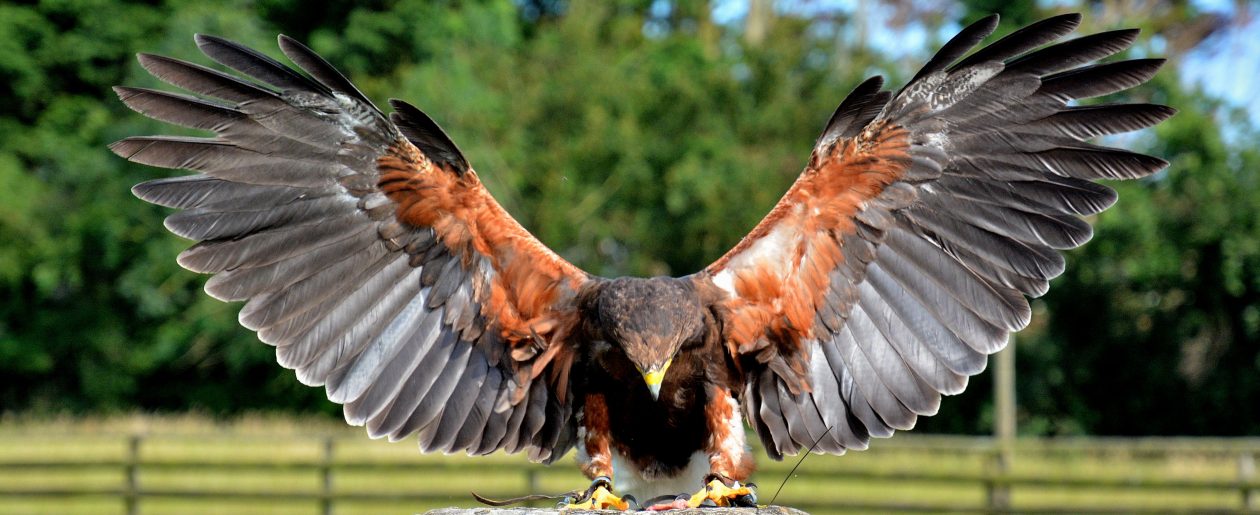 Find Us  Hawkridge Bird of Prey Centre