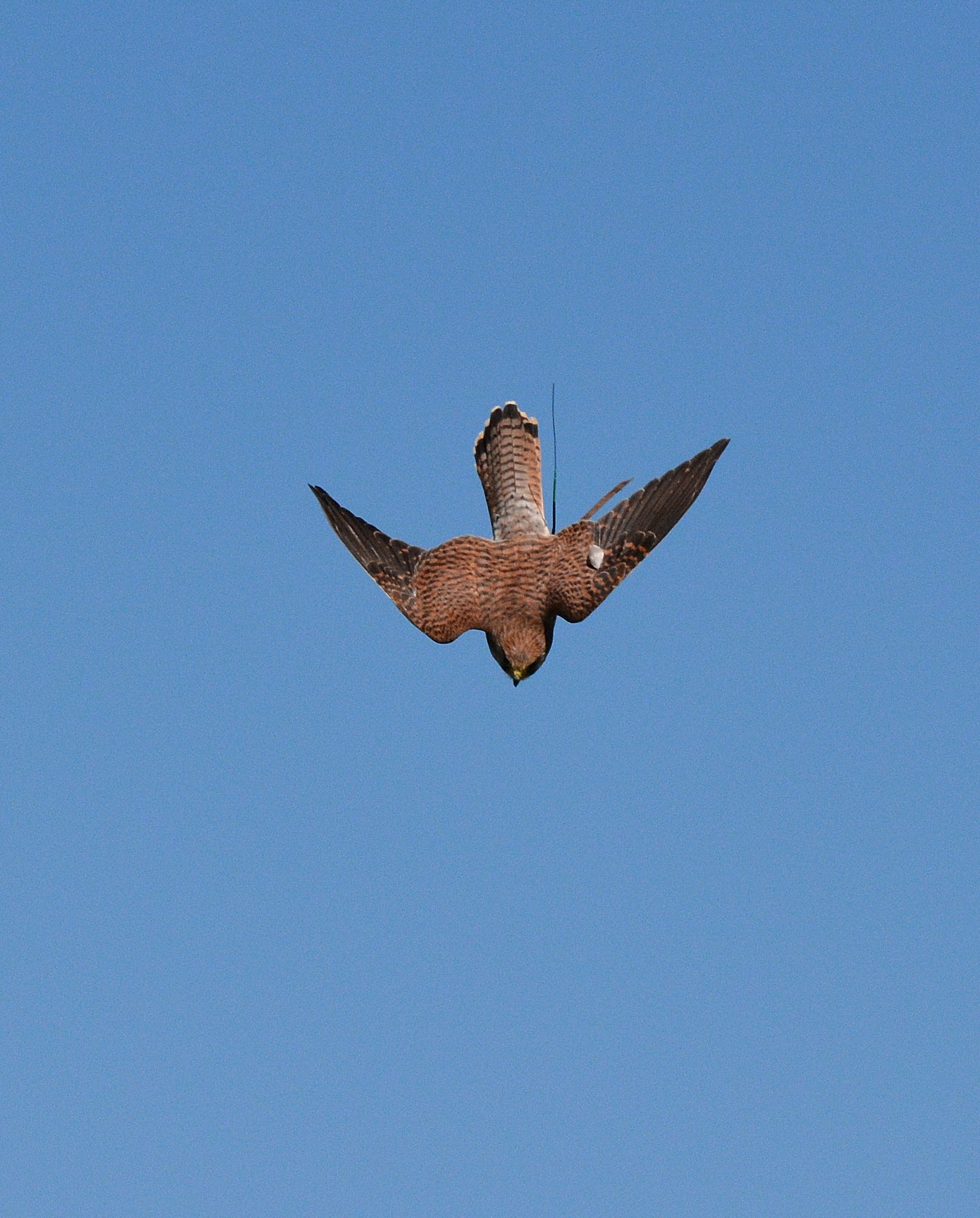 Find Us  Hawkridge Bird of Prey Centre