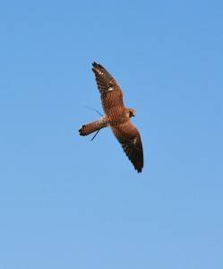 Half Day Birds of Prey Experience Thirsk Birds of Prey Centre