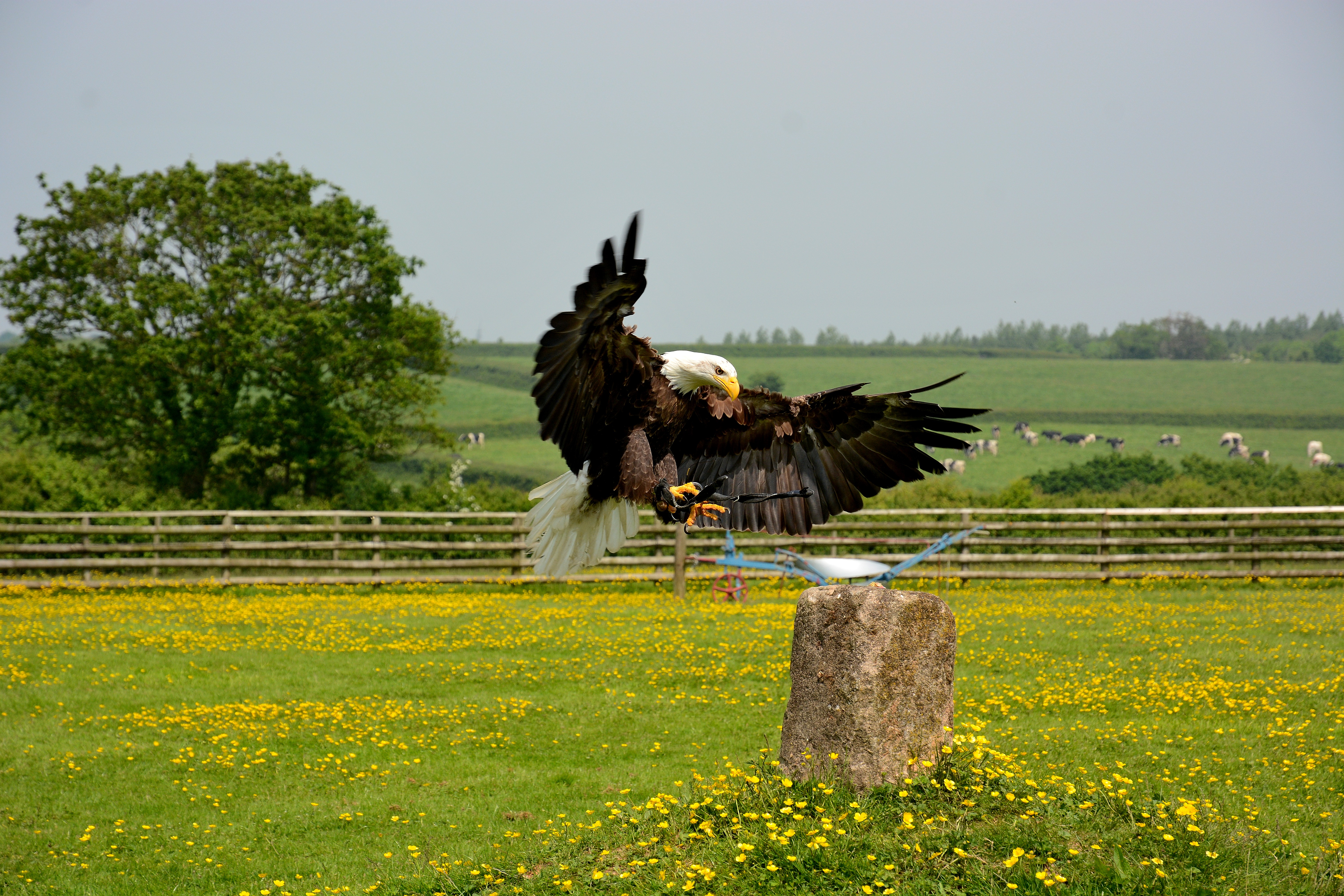 Find Us  Hawkridge Bird of Prey Centre