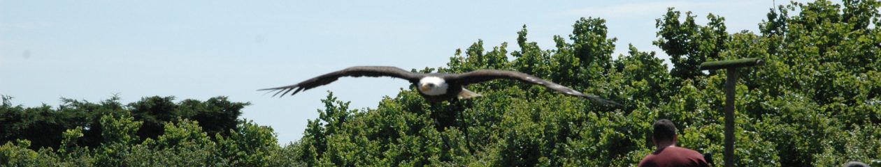 Hawkridge Bird of Prey Centre