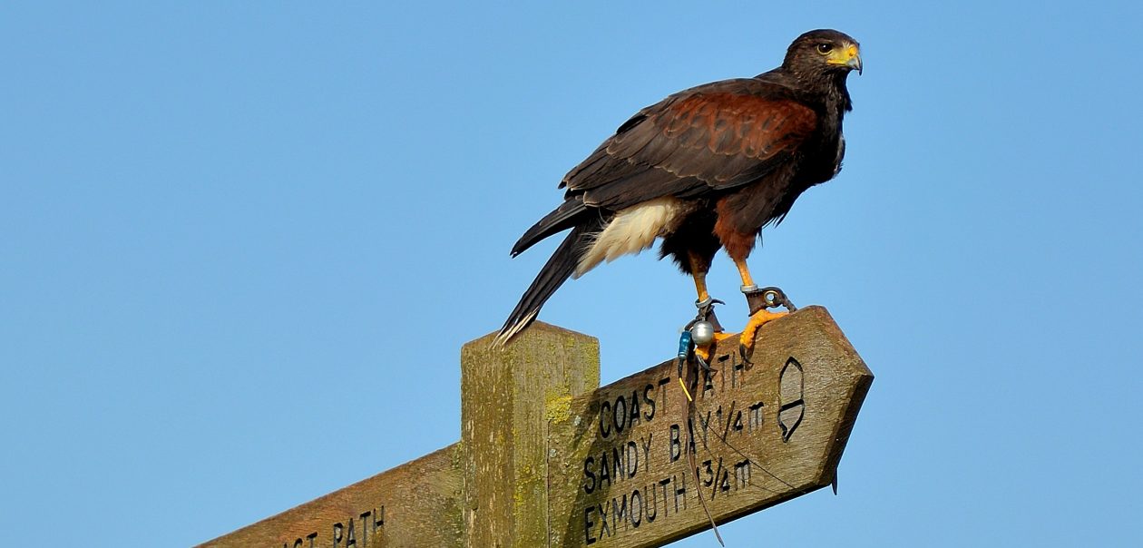 Keswick Hotel: Birds of prey