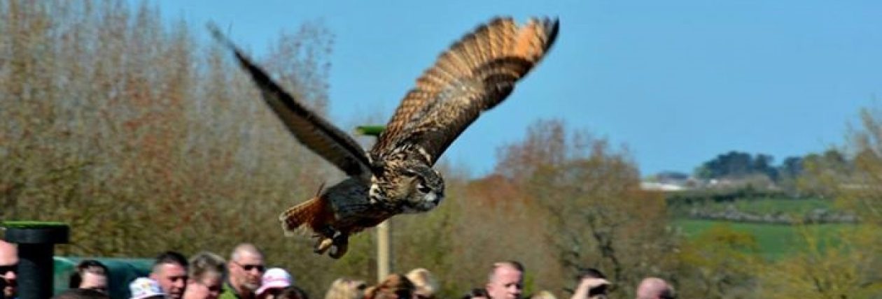 Find Us  Hawkridge Bird of Prey Centre