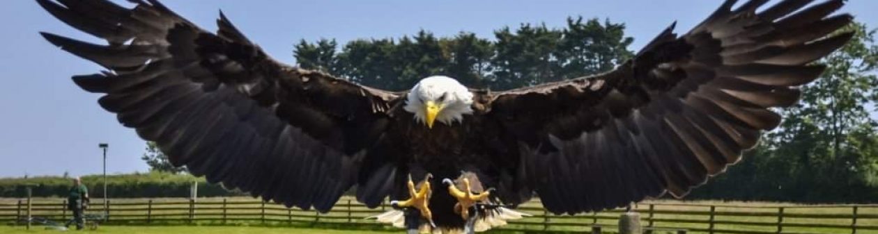 Hawkridge Bird of Prey Centre