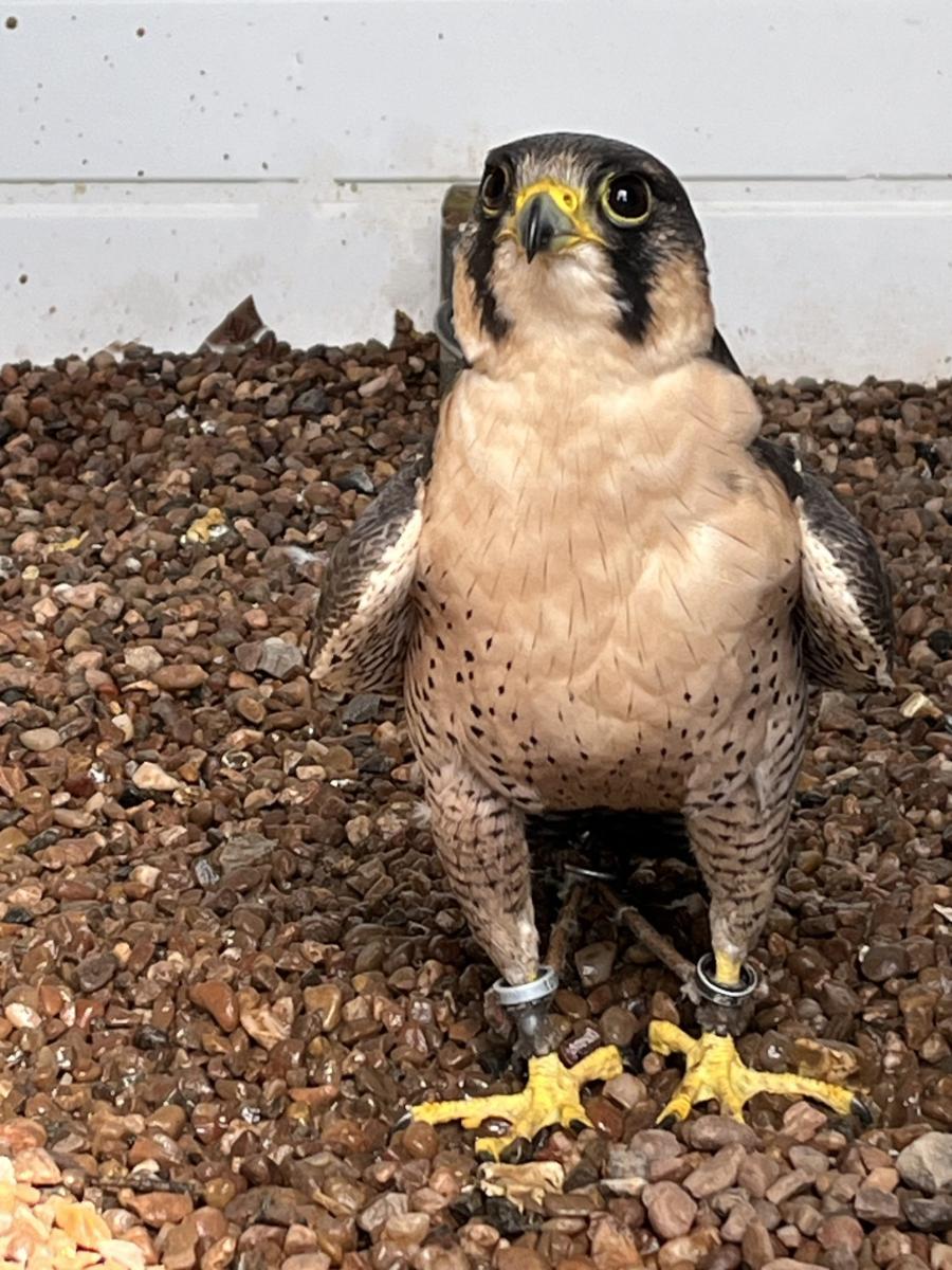 The North Devon Bird of Prey Centre