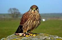 Griff   